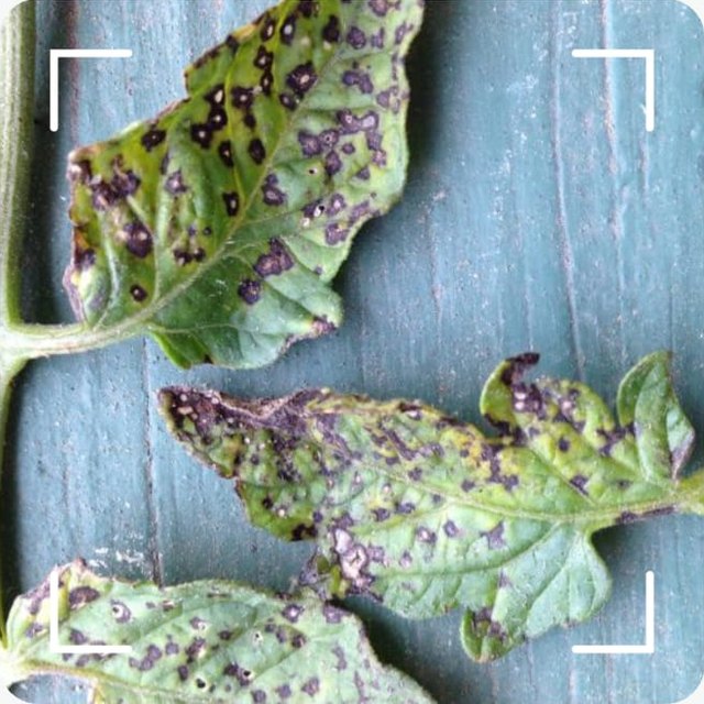 Tomato leaf with dark spots being scanned